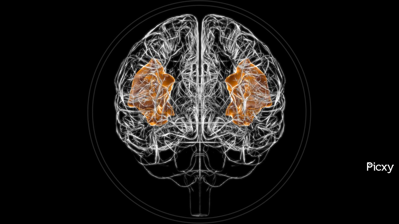 Brain Angular Gyrus Anatomy For Medical Concept 3D