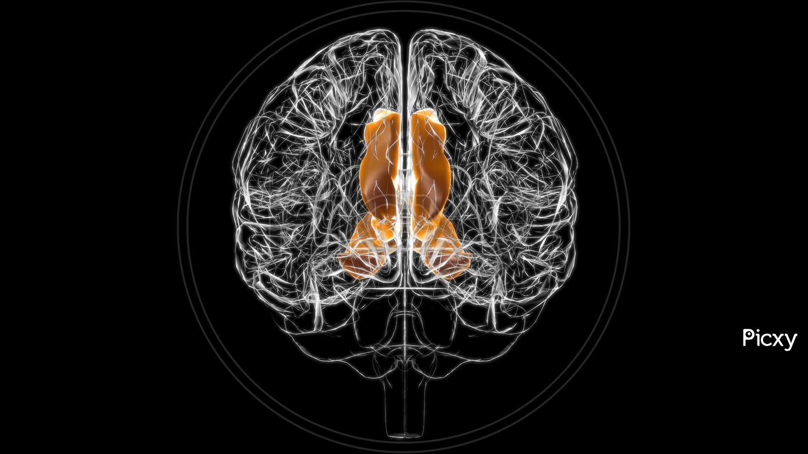 Brain Cingulate Gyrus Anatomy For Medical Concept 3D