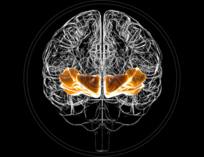 Brain Orbital Gyrus Anatomy For Medical Concept 3D
