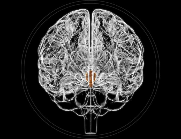 Brain Hypothalamus Anatomy For Medical Concept 3D