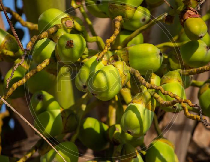 Fresh New Born Baby Coconuts On A Coconut Tree Plantation.Cluster Of Fresh Baby Coconut Palm Fruits On Its Tree. Achinga , Little Coconut, Small Coconut, Baby Coconut Are Coastal Tropical Regions.