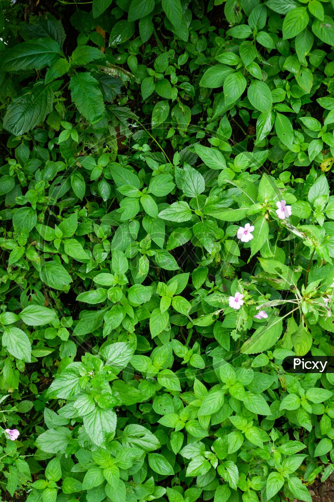 The Photo Is A Photo Of Wild Plants I Took In The Forest Near My House.