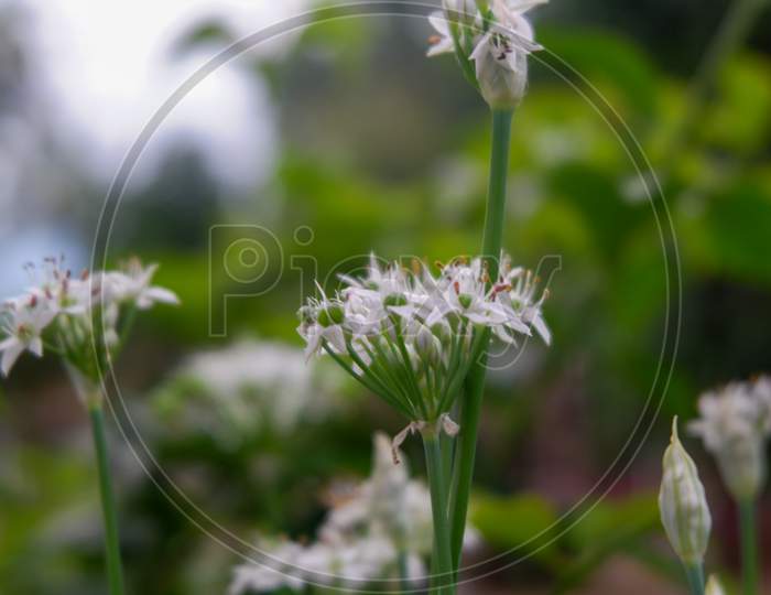 Blur Photo Of A Beautiful Looking Flower