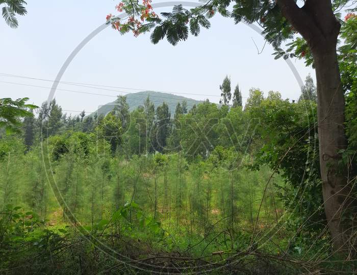 Agriculture landscale with long trees