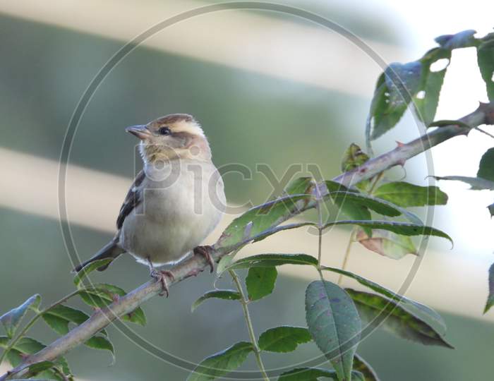 Russet Sparrow