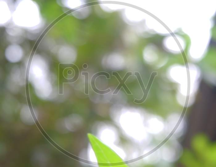 Blur Background Captured In Nature