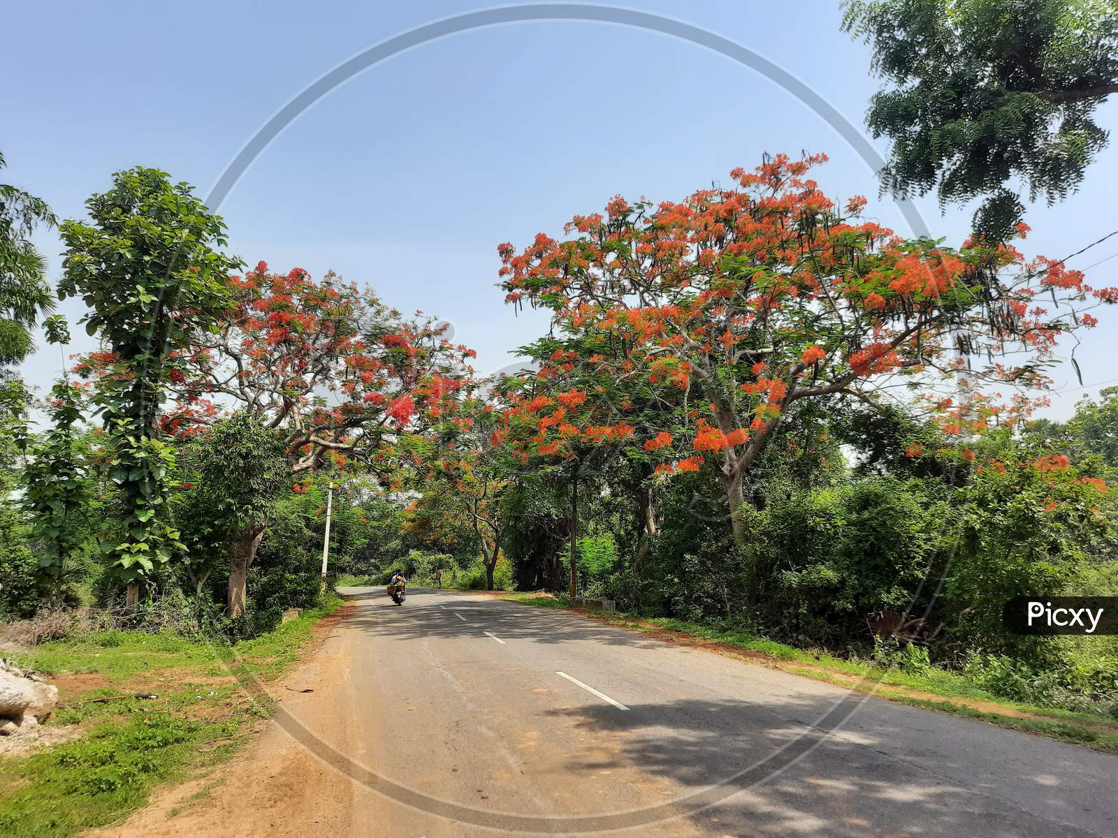Flowers with trees on road side