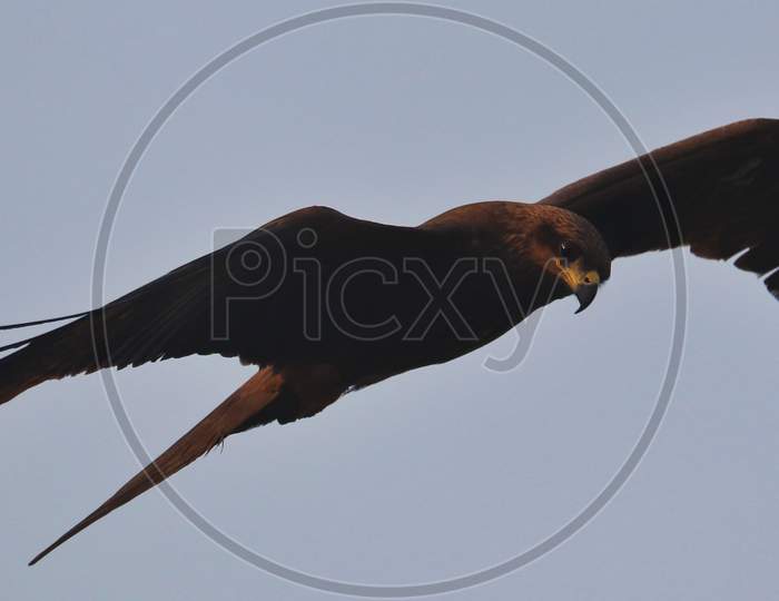 A black kite bird wildlife flying