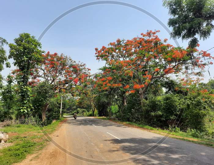 Flowers with trees on road side