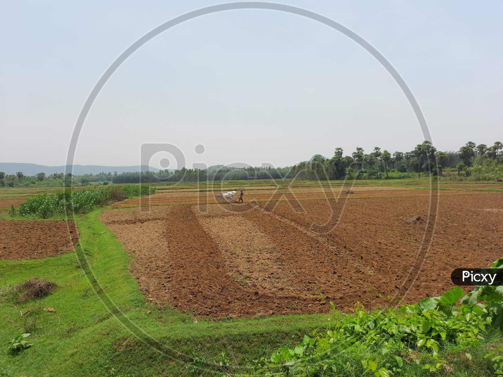 cultivation land