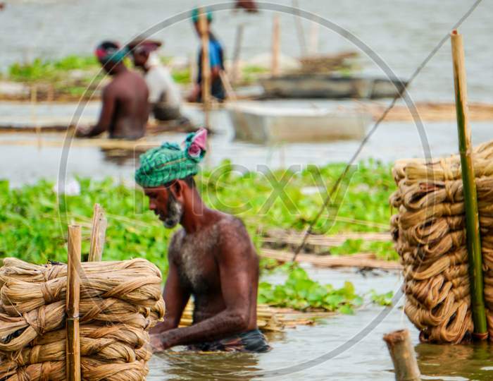 Farmers In Bangladesh Are Busy Washing Jute In Water. Jute Washing Scene In Rural Bengal. Jute Is Called Gold Fiber.