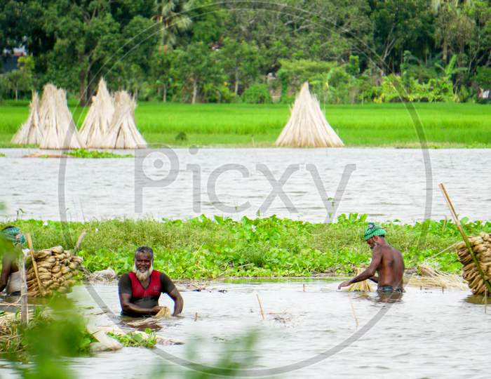 Farmers In Bangladesh Are Busy Washing Jute In Water. Jute Is Called Golden Fiber. Jute Is Widely Cultivated In India And Bangladesh.