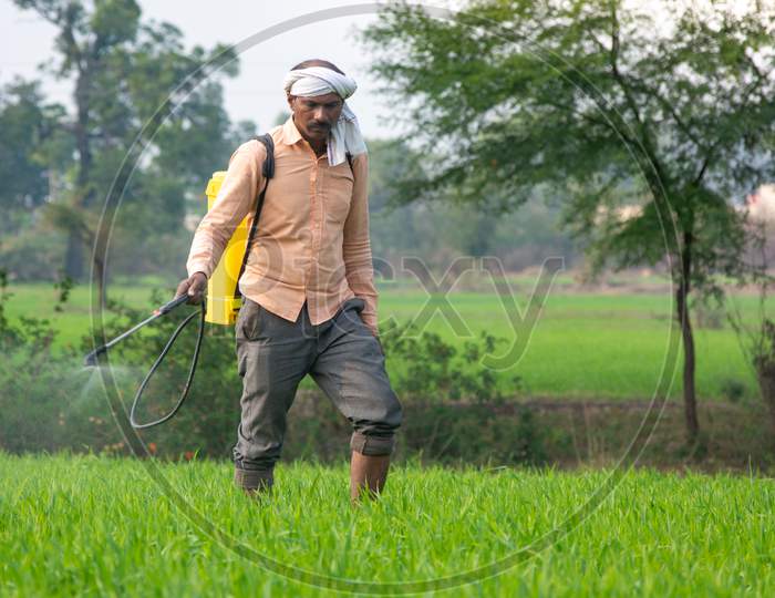 TIKAMGARH, MADHYA PRADESH, INDIA - MAY 27, 2021: Indian farmer spraying fertilizer in his wheat field.