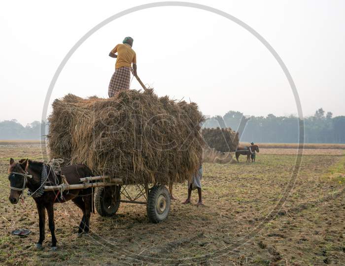Scene Of Cutting Paddy From A Vast Agricultural Field And Taking It In A Horse Cart.