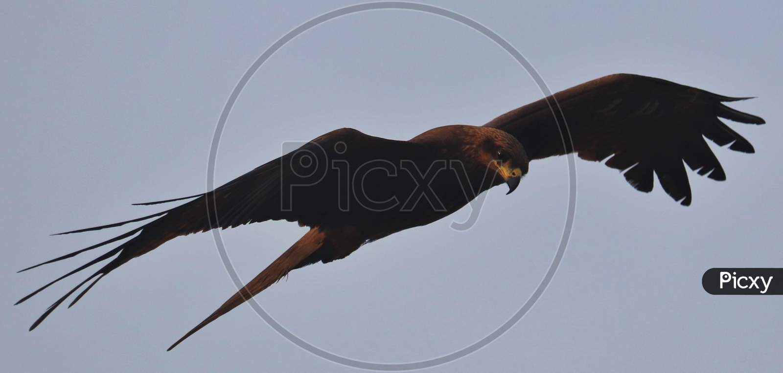 A black kite bird wildlife flying