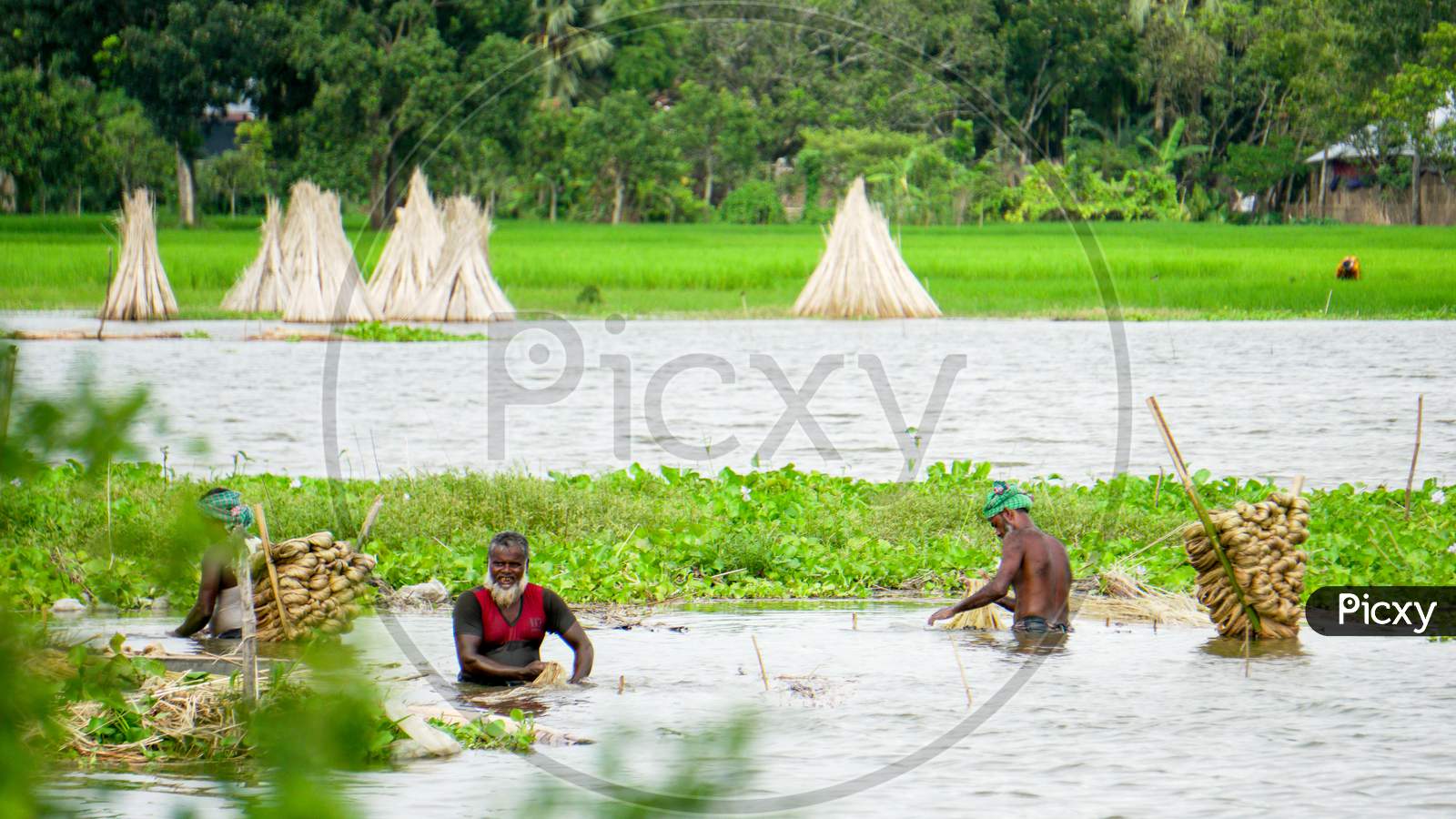Farmers In Bangladesh Are Busy Washing Jute In Water. Jute Is Called Golden Fiber. Jute Is Widely Cultivated In India And Bangladesh.