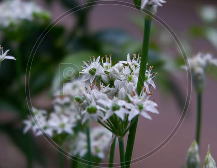 Blur Photo Of A Beautiful Looking Flower