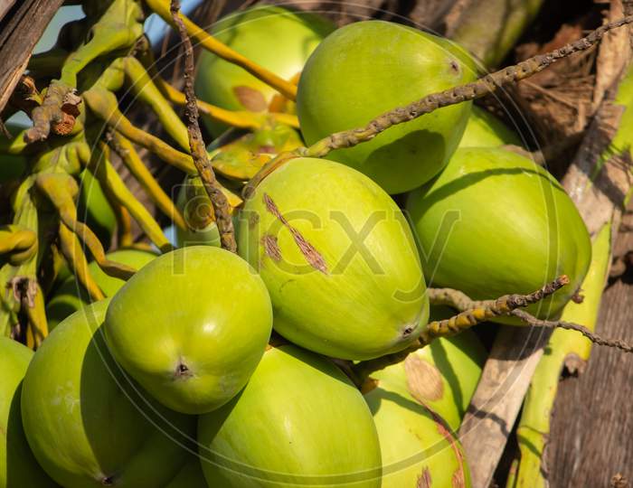 Fresh New Born Baby Coconuts On A Coconut Tree Plantation.Cluster Of Fresh Baby Coconut Palm Fruits On Its Tree. Achinga , Little Coconut, Small Coconut, Baby Coconut Are Coastal Tropical Regions.