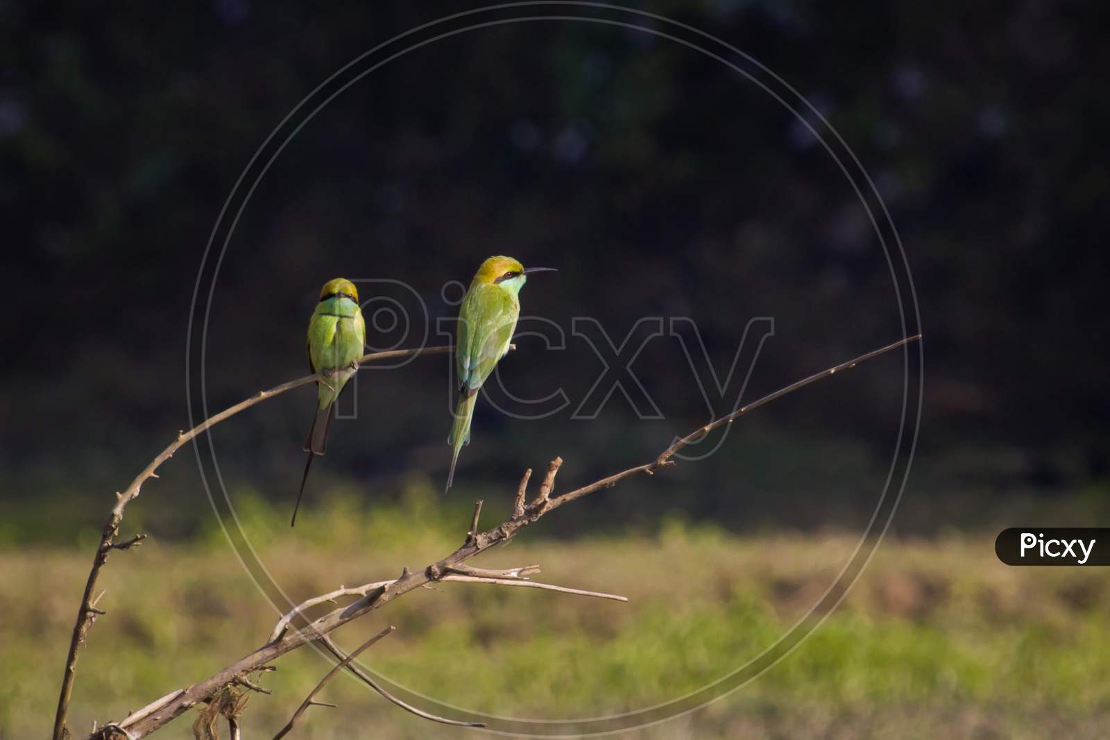 A pair of Green Bee eater.