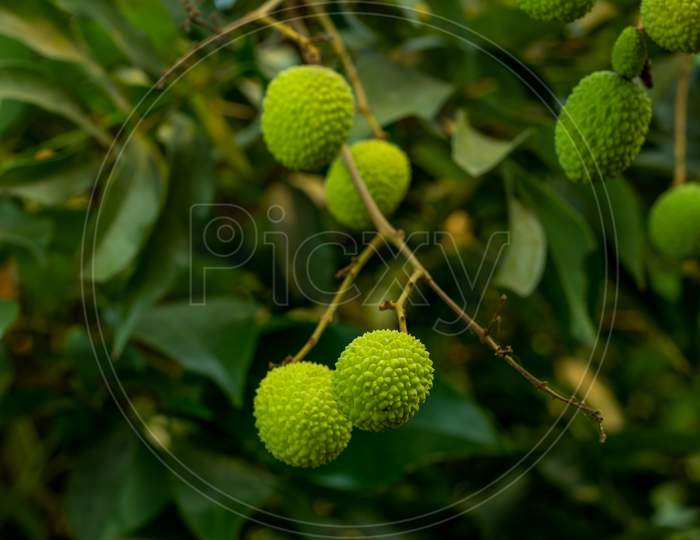 The Green Raw Litchi Fruits Are Round, Oval, Or Heart-Shaped Fruit