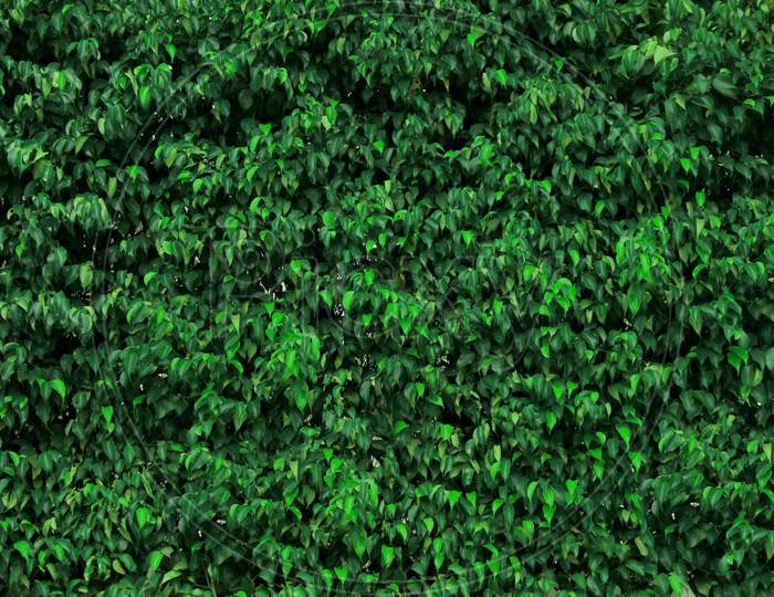 Green Grass Wall Texture For Backdrop Design And Eco Wall And Die-Cut For Artwork.