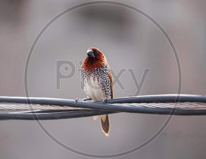 Finches bird , Bird on  street wire, Birds photography