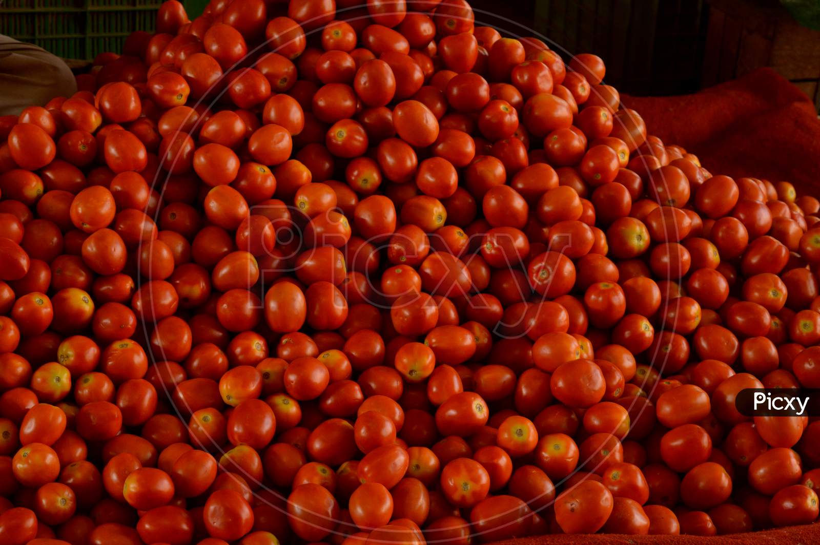 Red Tomatoes Background. Group Of Tomatoes