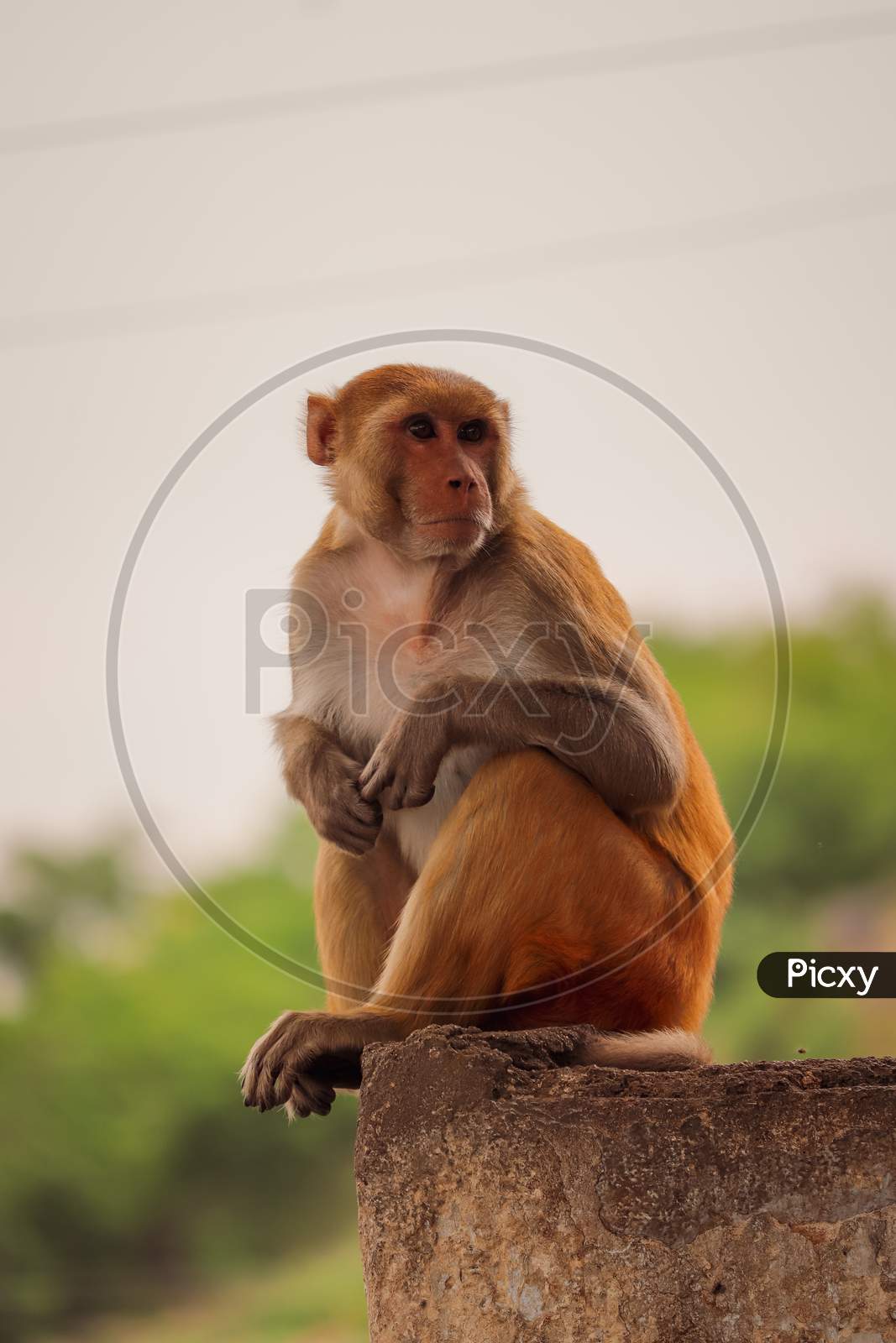 Funny Monkey Pose Stock Photo 1194625762 | Shutterstock