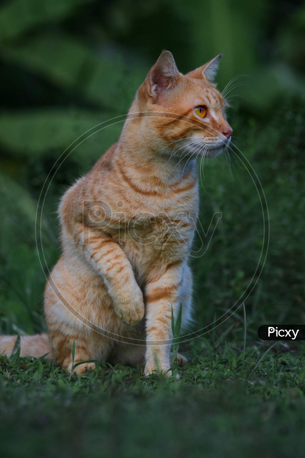 cat photography