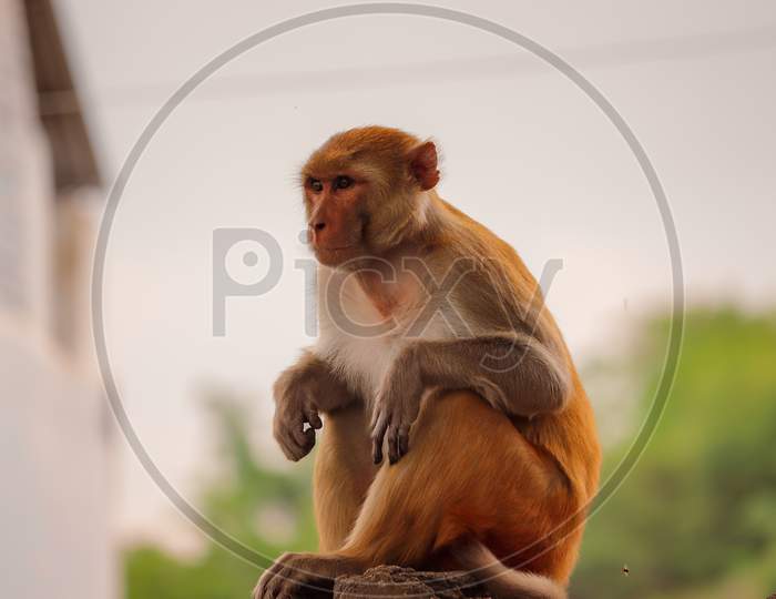 Monkey sitting on wall , Rhesus macaque monkey ,Funny monkey