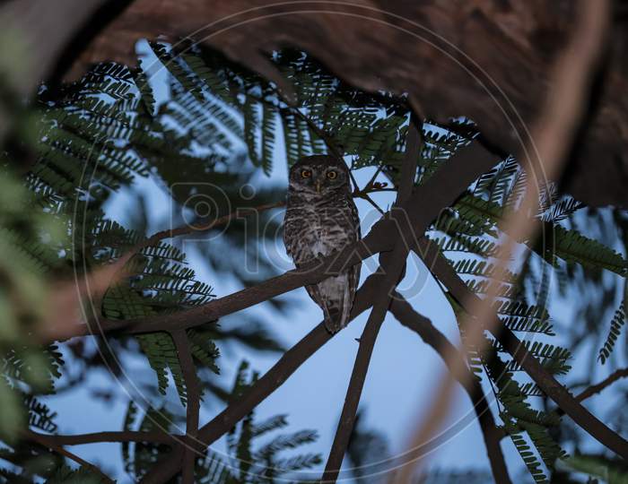 little eastern screech owl sited on tree