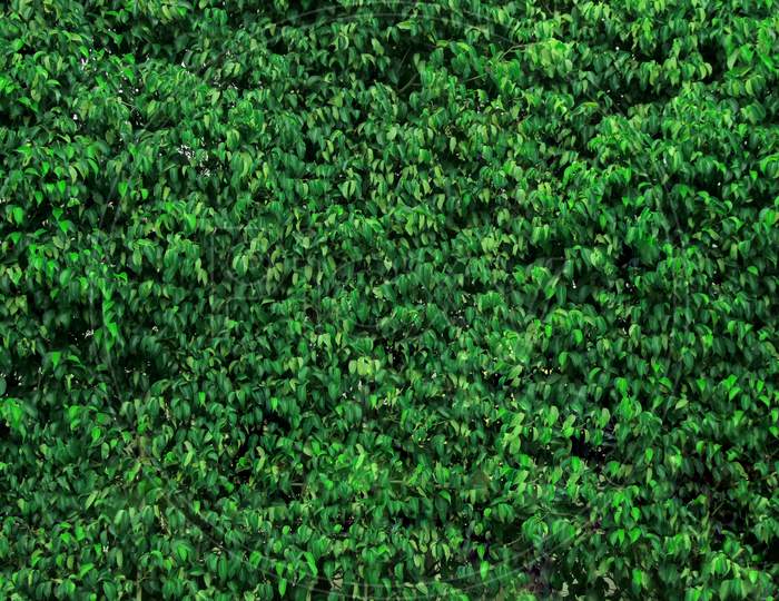 Green Grass Wall Texture For Backdrop Design And Eco Wall And Die-Cut For Artwork.