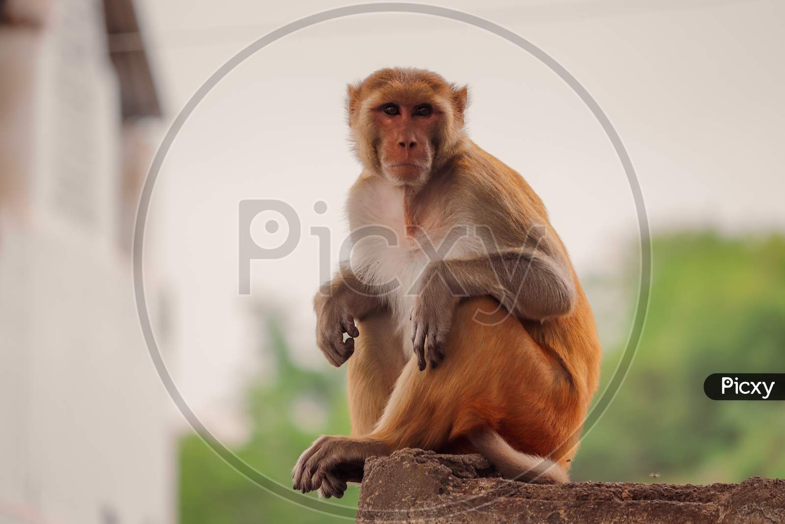 Image of Monkey sitting on wall , Rhesus macaque monkey ,Funny ...