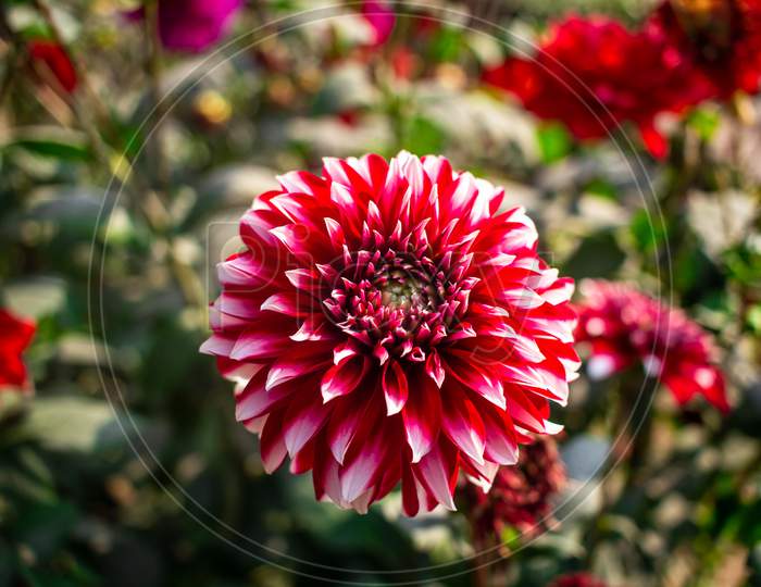Dhalia Flower Image I Captured This Image On 5Th February 2019 From Sonargaon, Bangladesh, South Asia