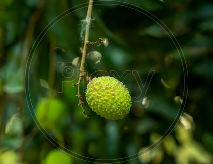 The Green Sweet Litchi Or Lychee Fruit Is Native To China And Asia Continent