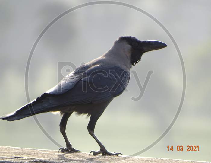 Sngv007-Crow birds ,Indian Birds, Bird's black and white colour