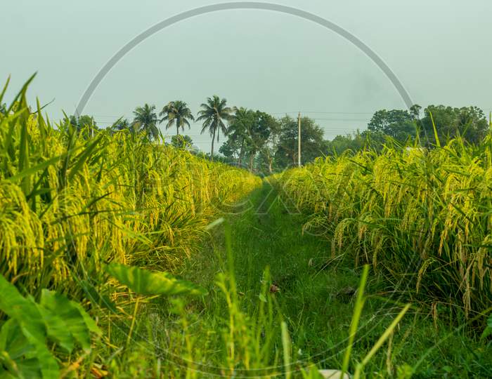 Yellow And Green Paddy Field Landscape, Also Called Rice Paddy