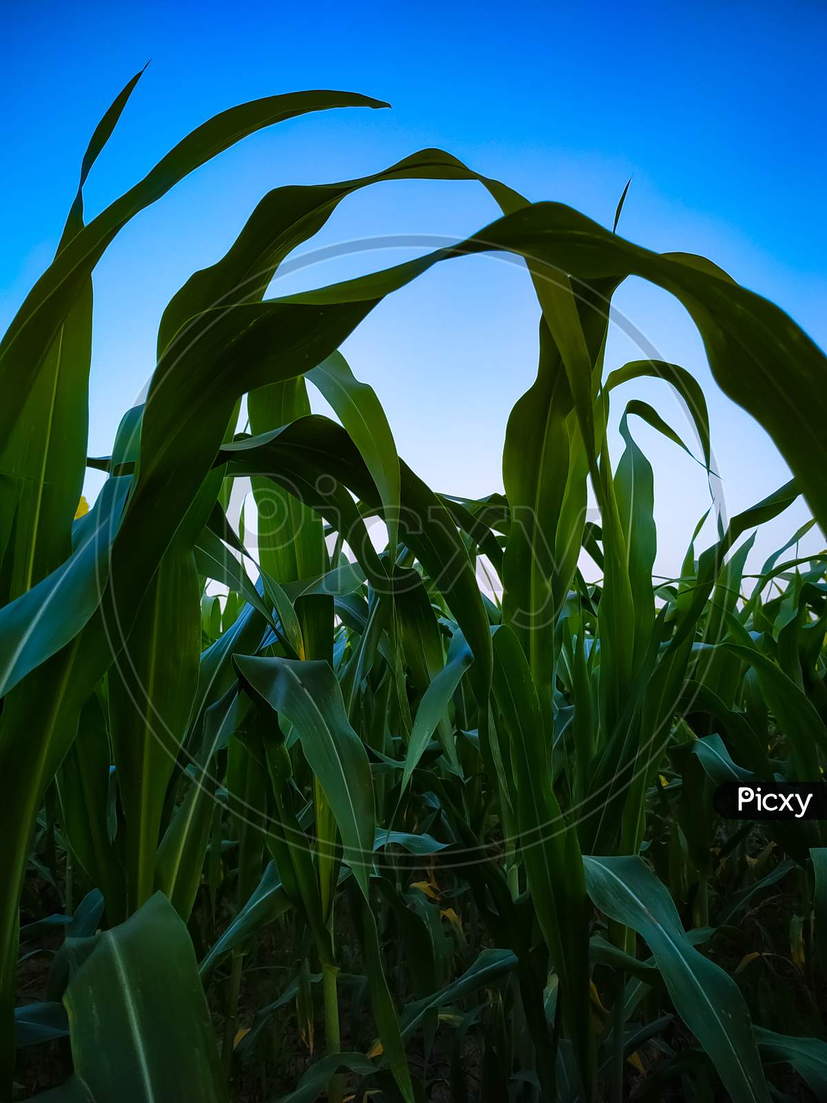Corn Field Against Sky