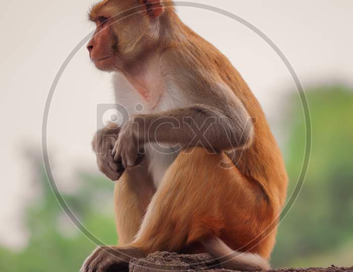 Monkey sitting on wall , Rhesus macaque monkey ,Funny monkey