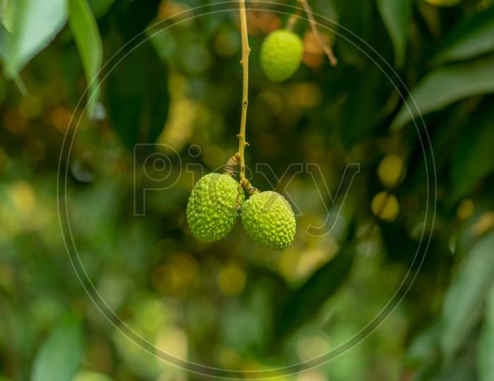 Litchi Or Lichi, An Evergreen Tree And Lychee Is The Genus Litchi