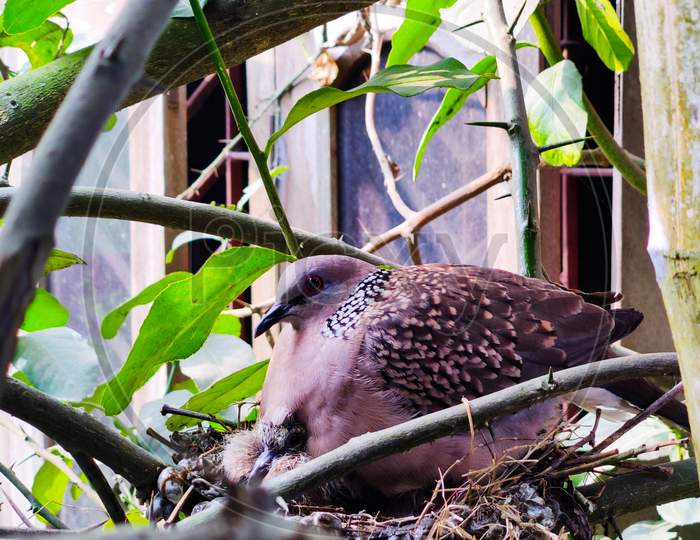 Spotted Dove nest
