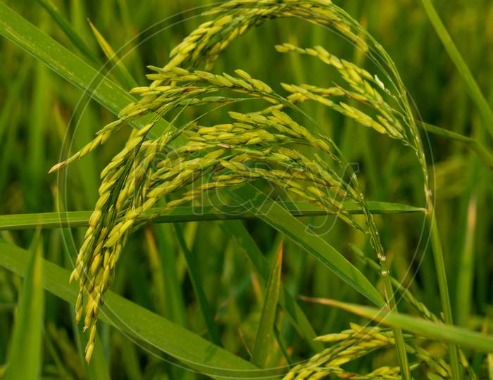 Paddy Cultivation Plays A Significant And Vital Role In Rice Production After Harvest