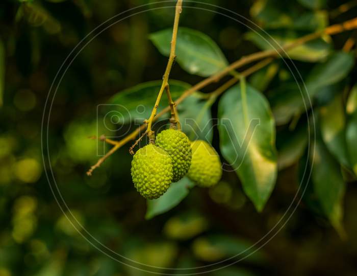 Litchi Is The Soapberry Ripe Sweet Fruits And Unripe Sour Fruit