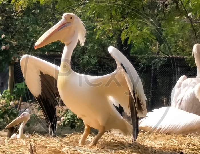 Great white pelican, Bird in the zoo