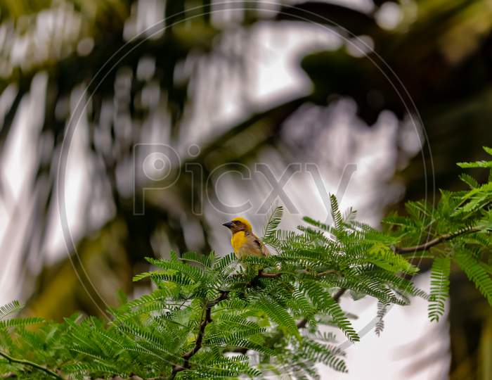 Weaver Bird on tree , making nest