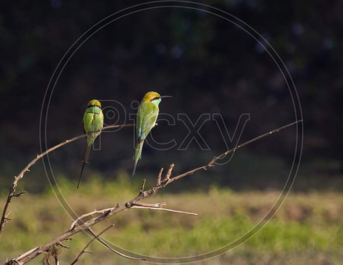 A pair of Green Bee eater.