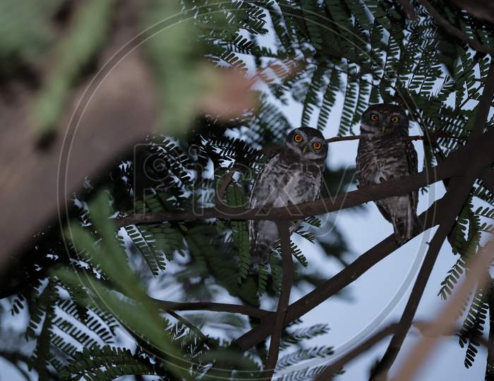 little eastern screech owl sited on tree