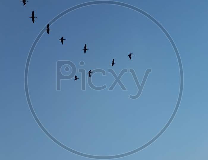 Blue Sky Birds flying