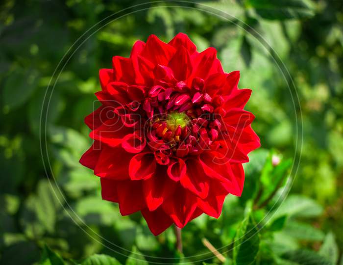 Dhalia Flower Image I Captured This Image On 5Th February 2019 From Sonargaon, Bangladesh, South Asia