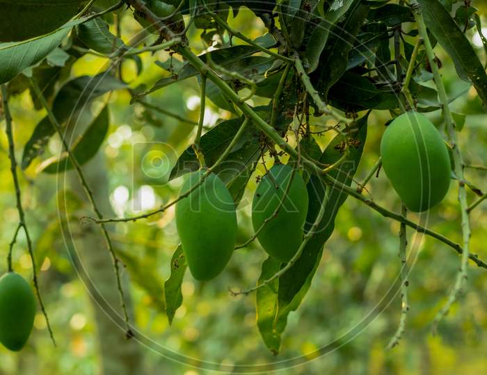 There Are Many Raw Green Mangoes Hanging On A Big Mango Tree